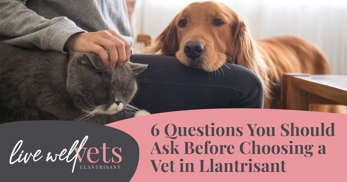 6 Questions You Should Ask Before Choosing a Vet in Llantrisant