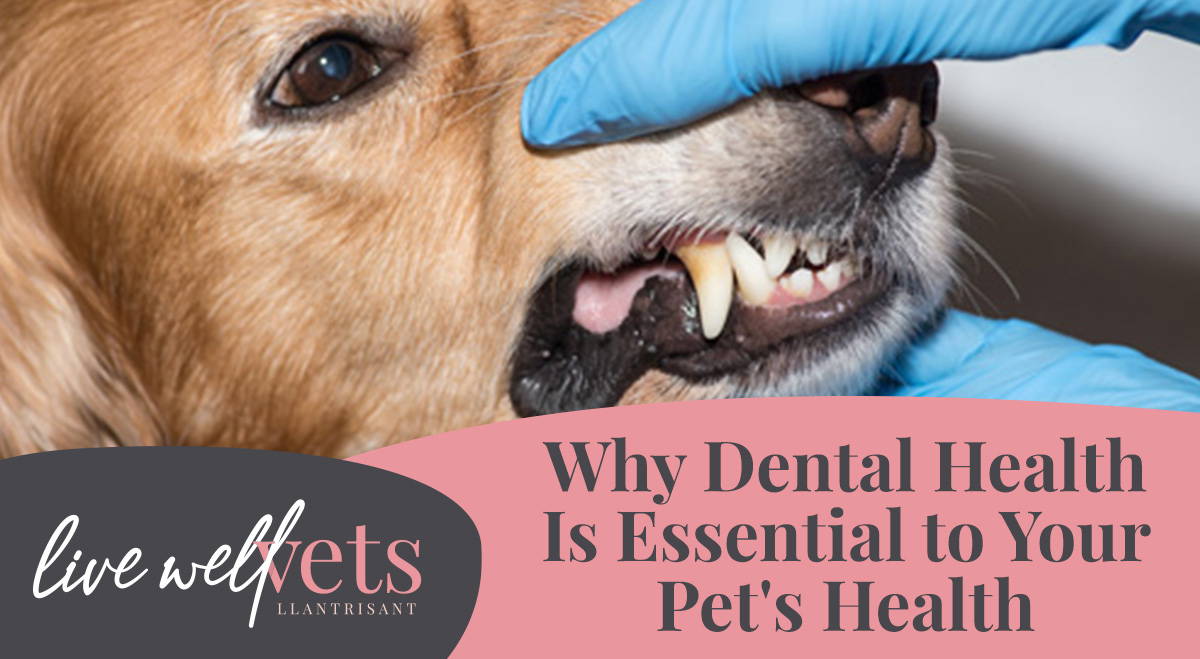 Why Dental Health Is Essential to Your Pet's Health Live Well Vets