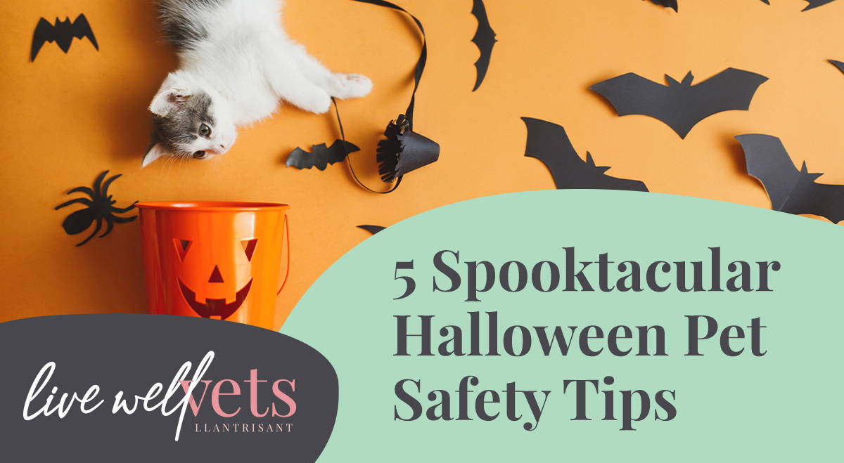 5 Spooktacular Halloween Pet Safety Tips Live Well Vets