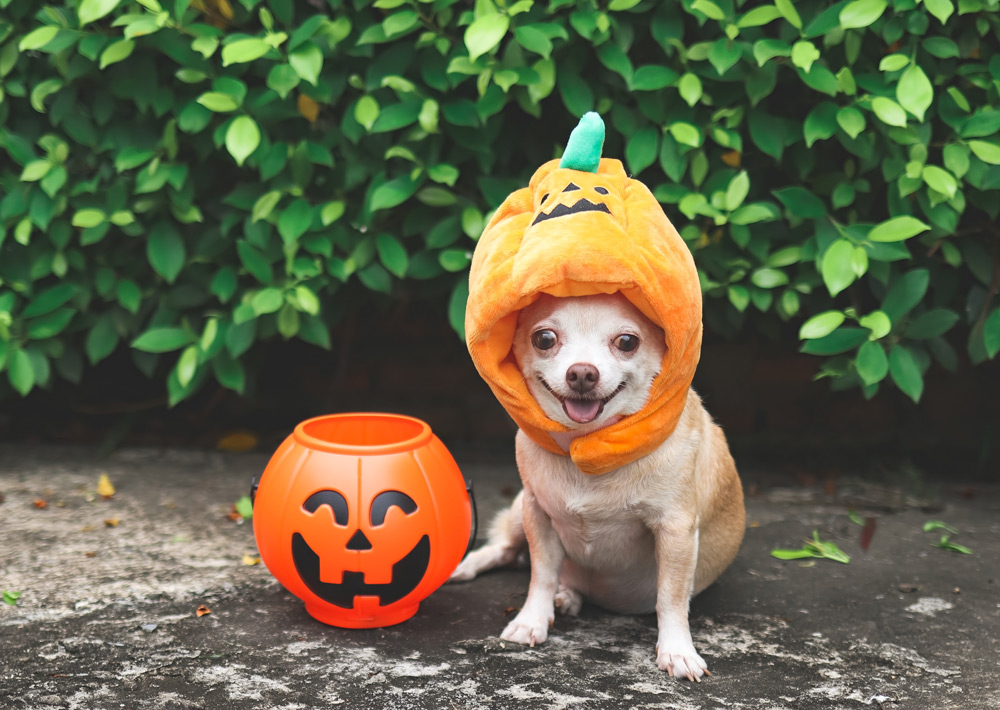 5 Spooktacular Halloween Pet Safety Tips