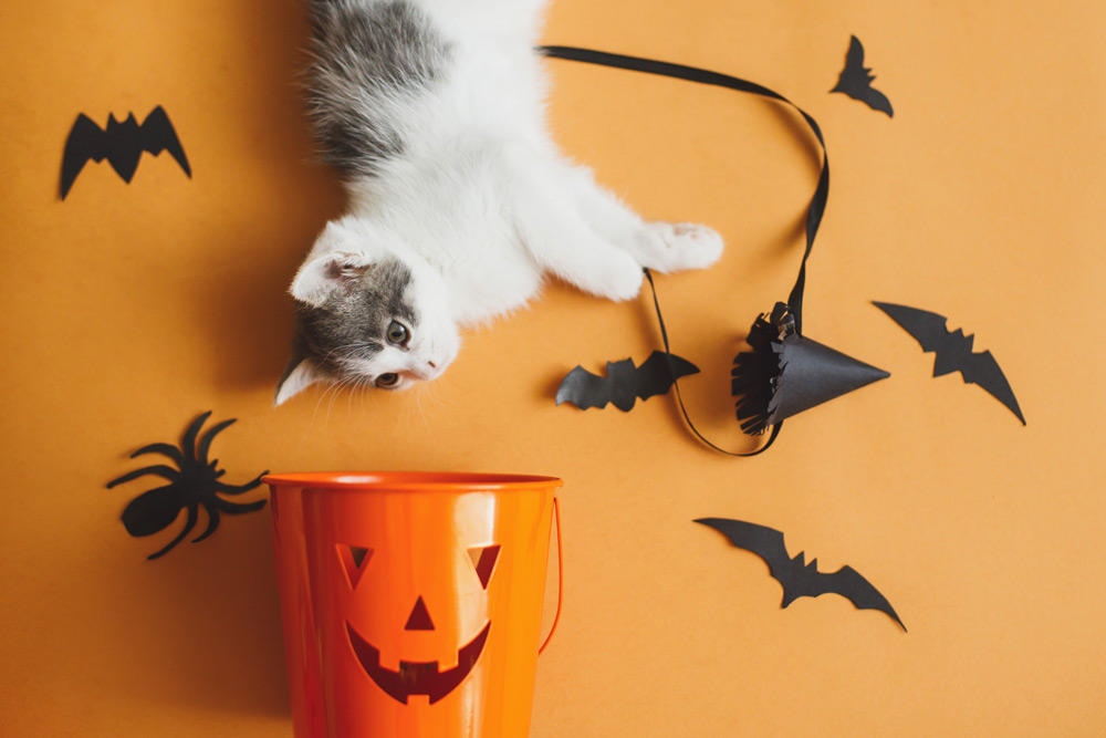 5 Spooktacular Halloween Pet Safety Tips