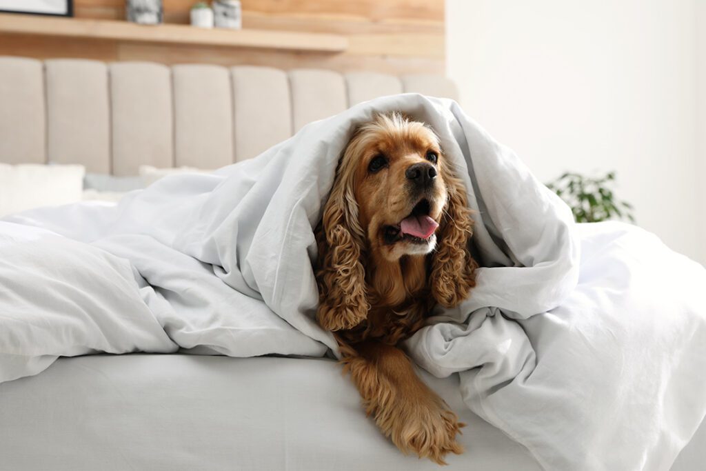 Navigating the Chill: A guide to keeping dogs safe in colder weather