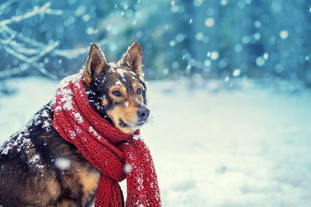 Navigating the Chill: A guide to keeping dogs safe in colder weather