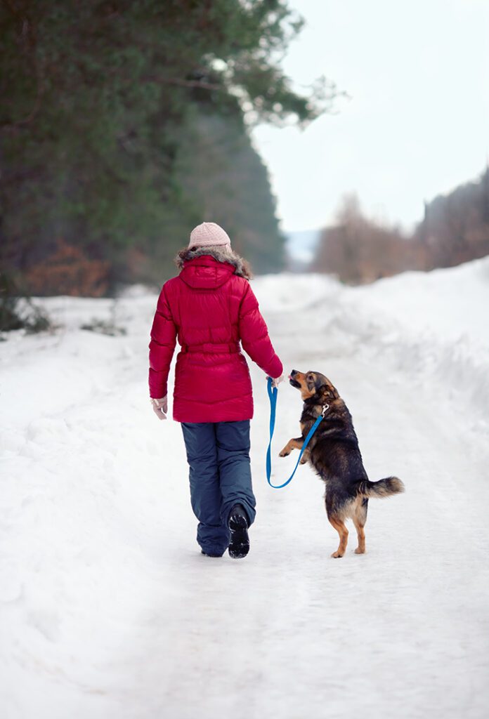 Navigating the Chill: A guide to keeping dogs safe in colder weather