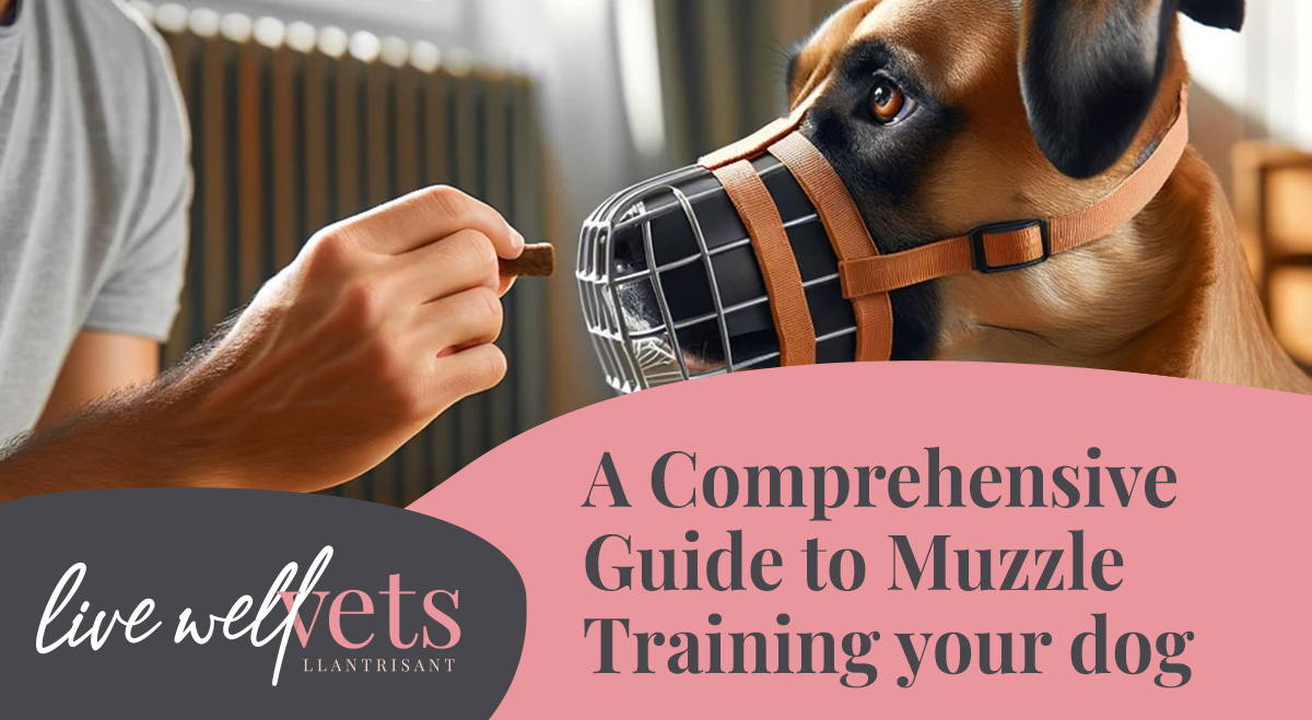 Muzzle Training Your Dog Live Well Vets Talbot Green
