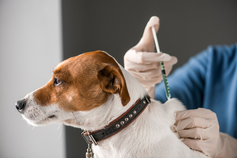 The Painful Risks of Not Vaccinating Your Pets