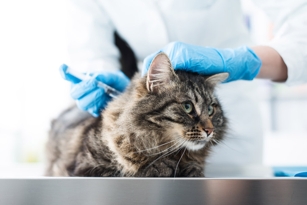 The Painful Risks of Not Vaccinating Your Pets