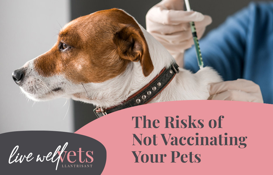 The Risks of Not Vaccinating Your Pets | Live Well Vets | Llantrisant and Caerphilly
