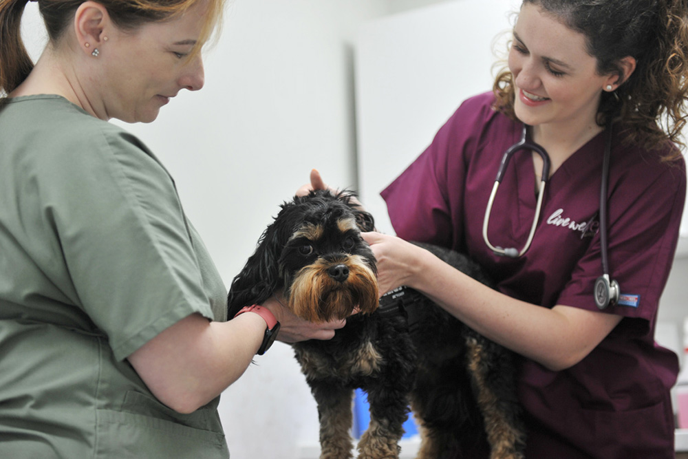 The importance of regular pet health checks