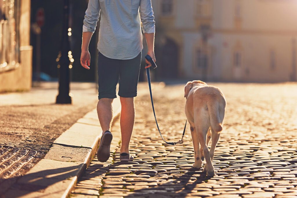 Arthritis in Dogs | Understanding The Signs