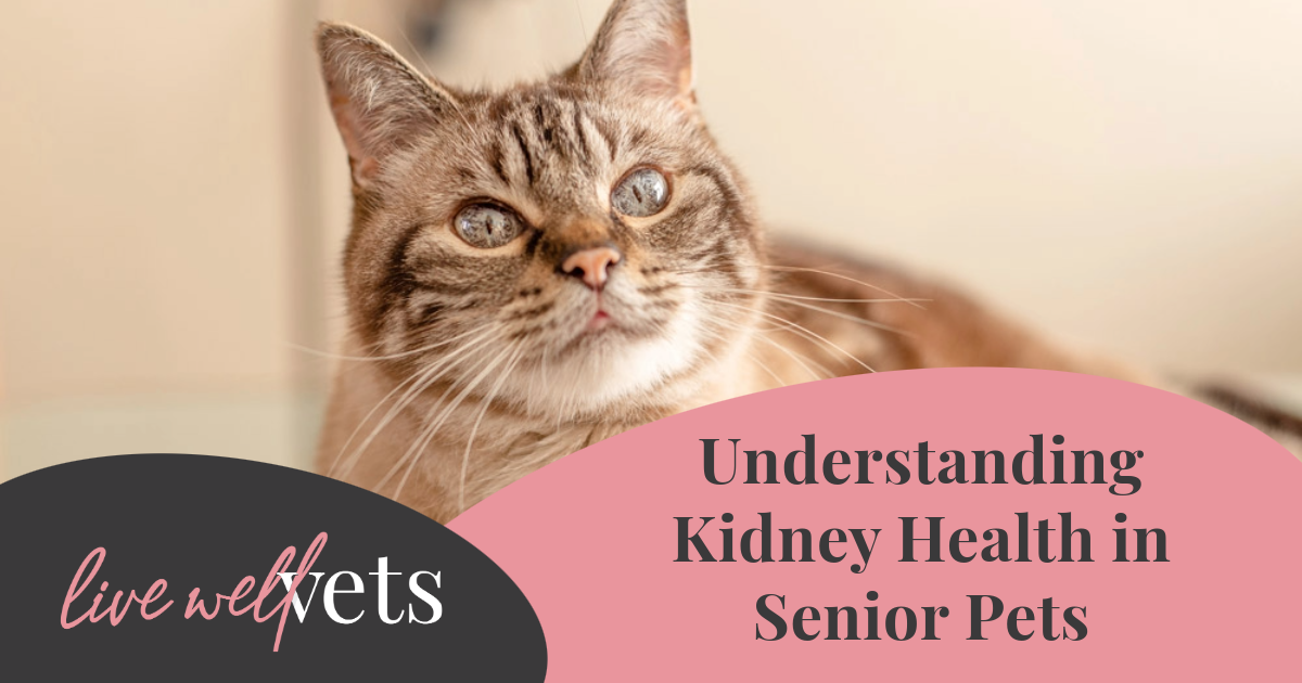 Understanding Kidney Health in Senior Pets | Advice for UK Pet Owners