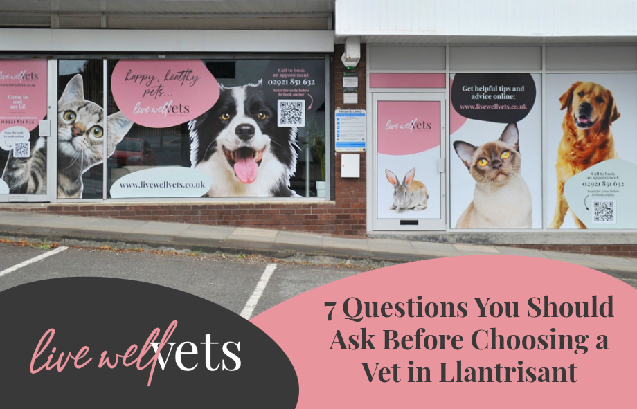7 Questions You Should Ask Before Choosing a Vet in Llantrisant
