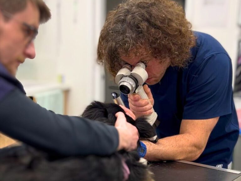 Veterinary Opthalmology at Live Well Vets in Llantrisant