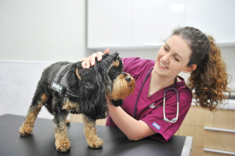 Live Well Vets in Llantrisant | Friendly, Independent Vet Practice in Talbot Green, Pontyclun