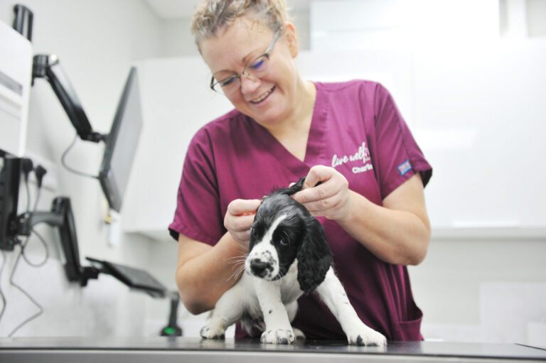Live Well Vets in Llantrisant | Friendly, Independent Vet Practice in Talbot Green, Pontyclun