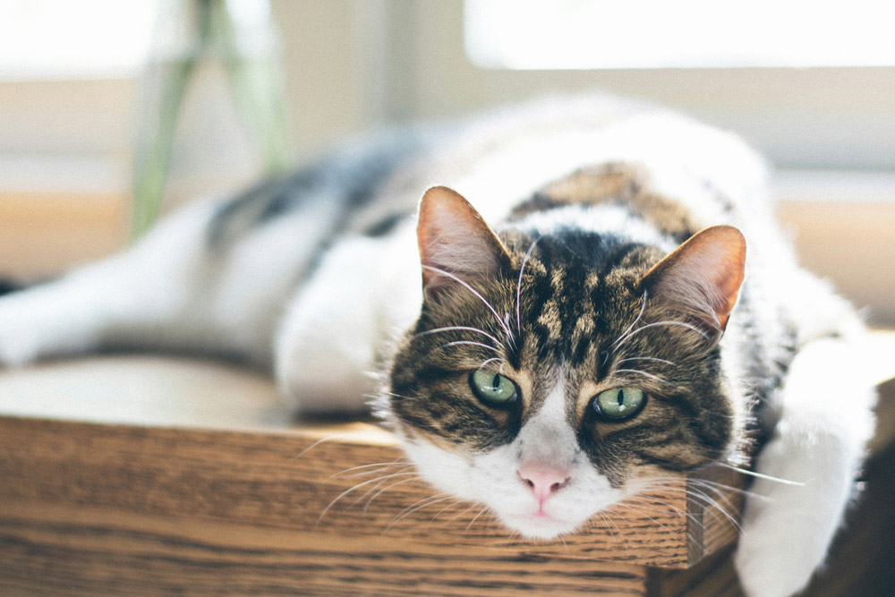Old cat - Wellness tips for senior pets | Live Well Vets