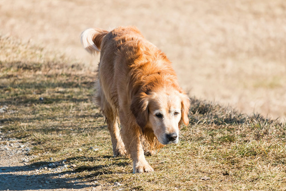 Old dog on walk - Wellness tips for senior pets | Live Well Vets