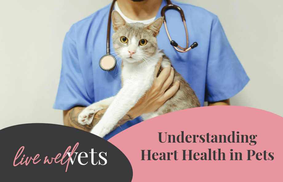 Understanding heart health in pets | Live Well Vets