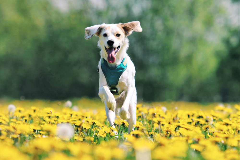 Understanding heart health in pets | Live Well Vets