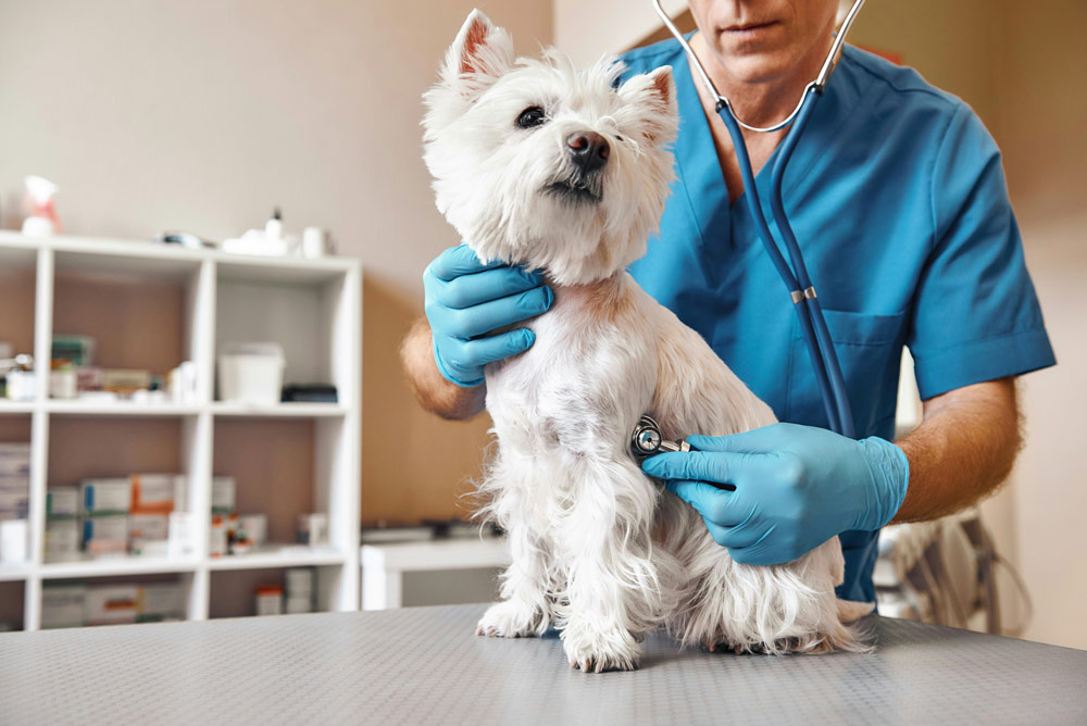 Understanding heart health in pets | Live Well Vets
