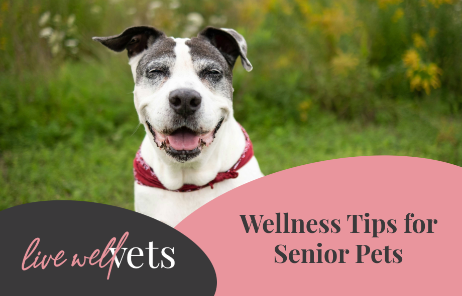 Wellness tips for senior pets | Live Well Vets