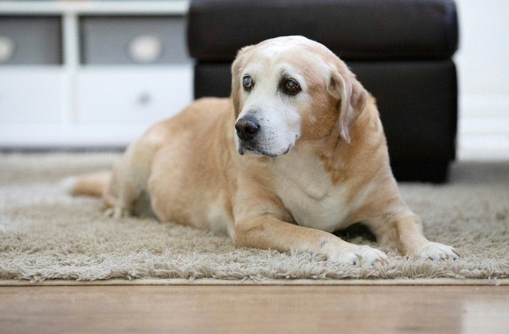 Spotting and managing arthritis in pets | Live Well Vets