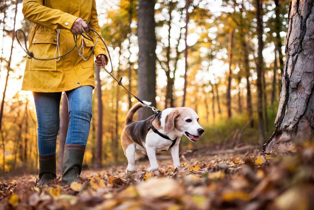 Spotting and managing arthritis in pets | Live Well Vets
