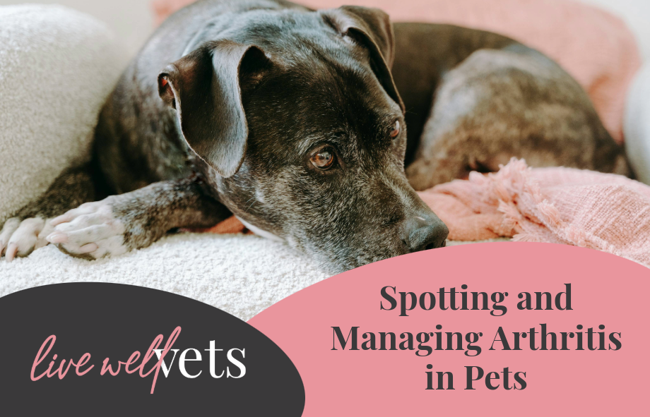 Spotting and managing arthritis in pets | Live Well Vets