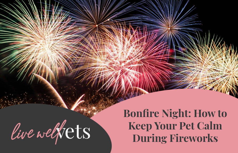 Bonfire Night: How to keep your pet calm during fireworks | Live Well Vets