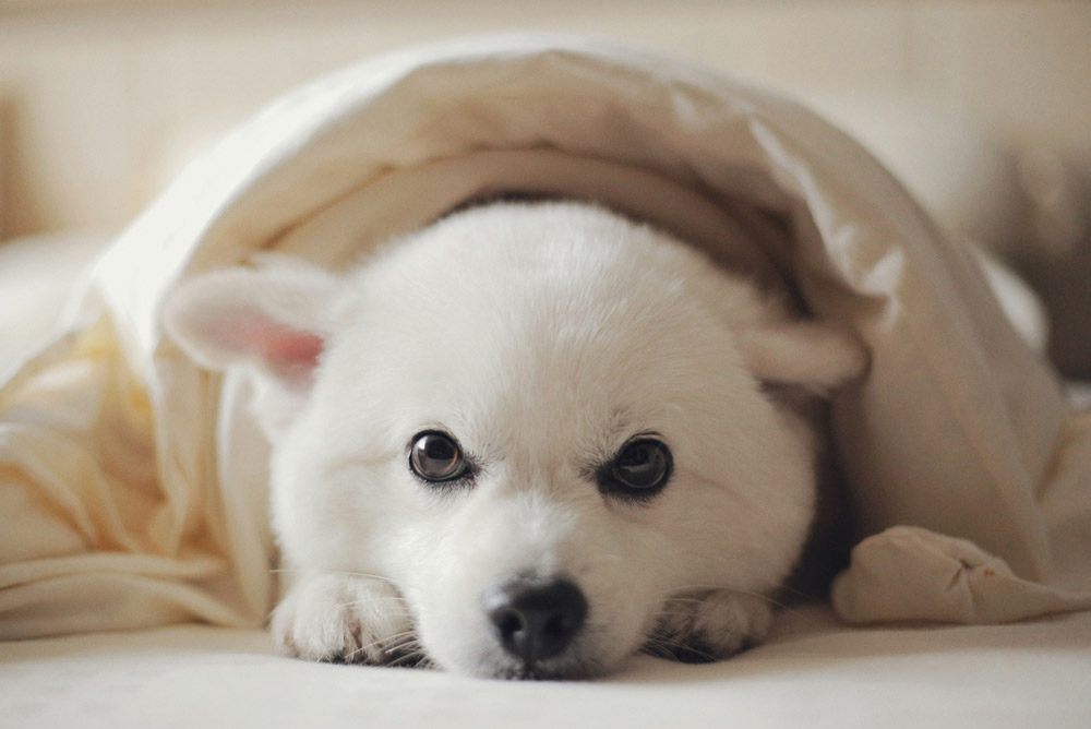 Bonfire Night: How to keep your pet calm during fireworks | Live Well Vets