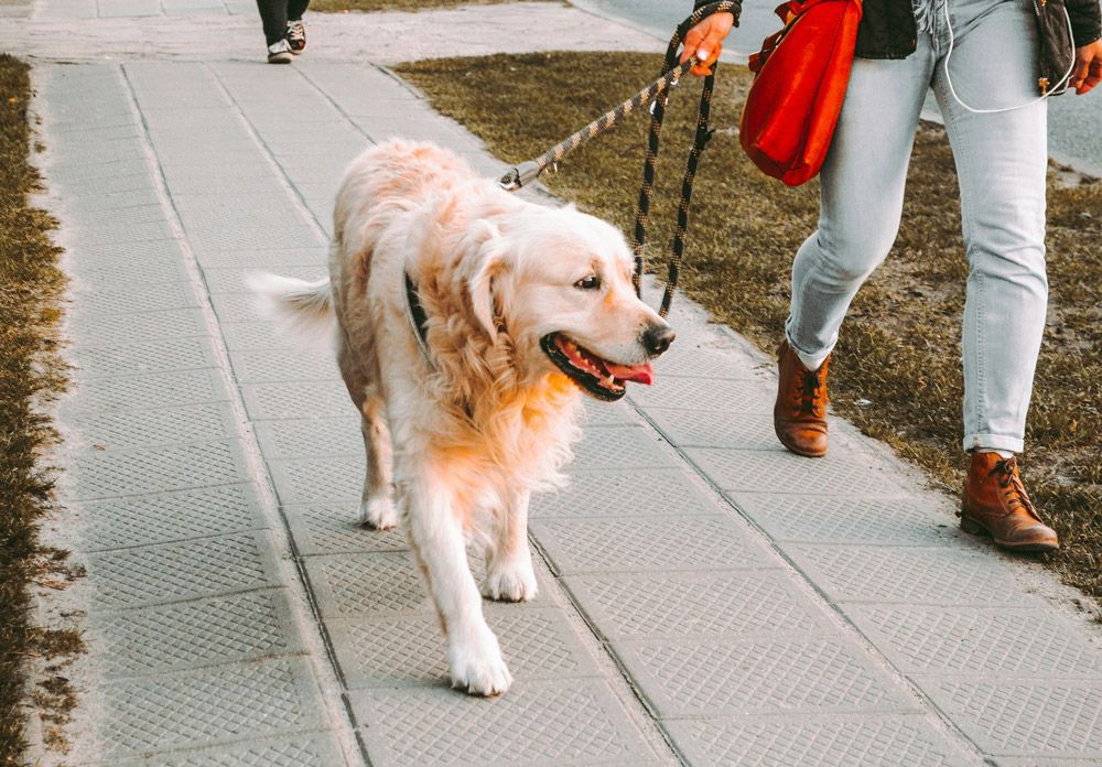 Bonfire Night: How to keep your pet calm during fireworks | Live Well Vets