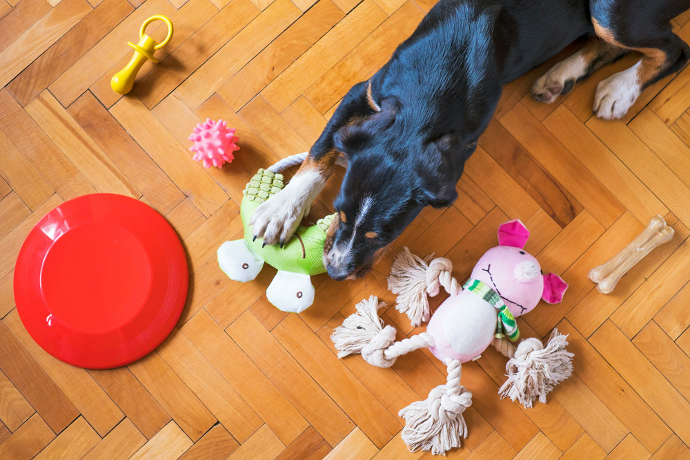 Bonfire Night: How to keep your pet calm during fireworks | Live Well Vets