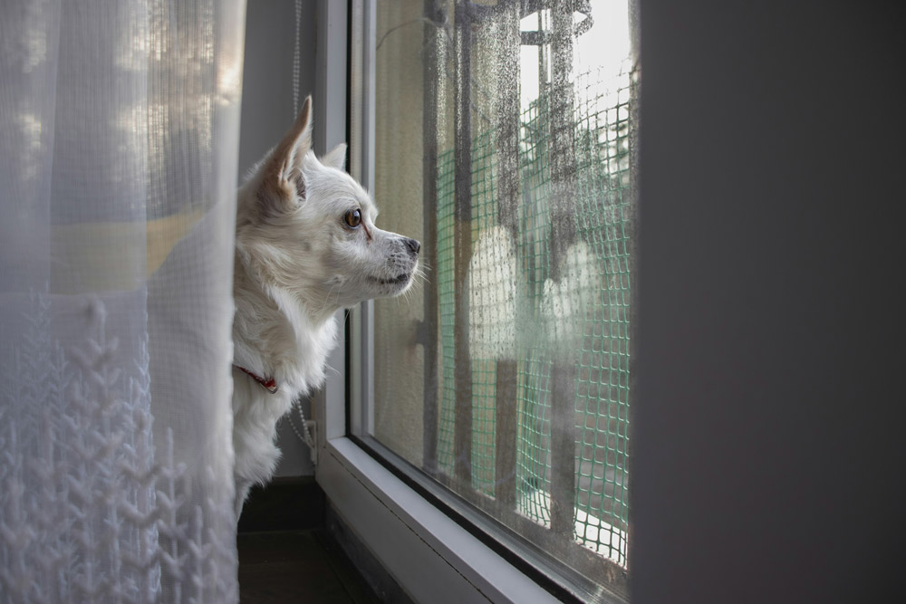 Bonfire Night: How to keep your pet calm during fireworks | Live Well Vets