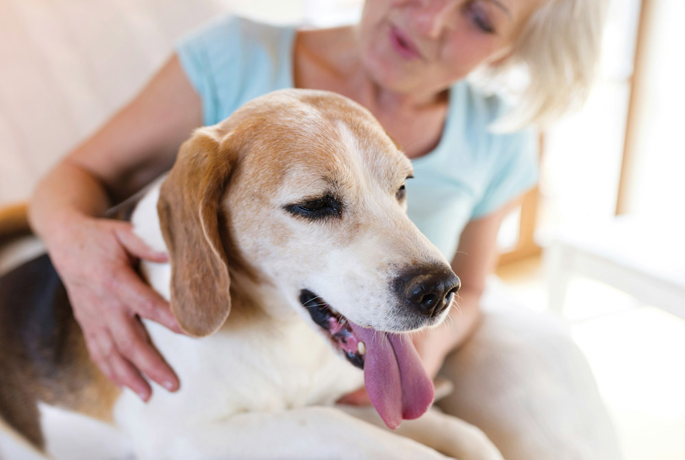 Bonfire Night: How to keep your pet calm during fireworks | Live Well Vets