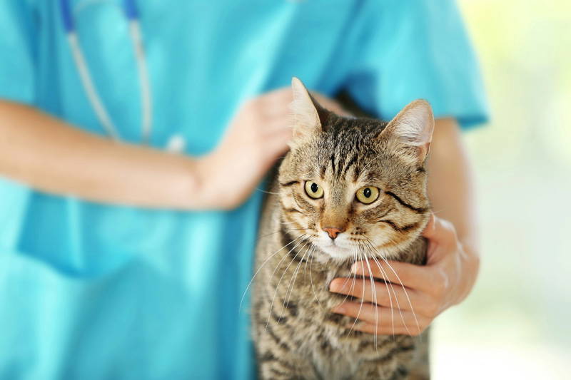 Pet Health Checks | New Year Pet Health Checklist