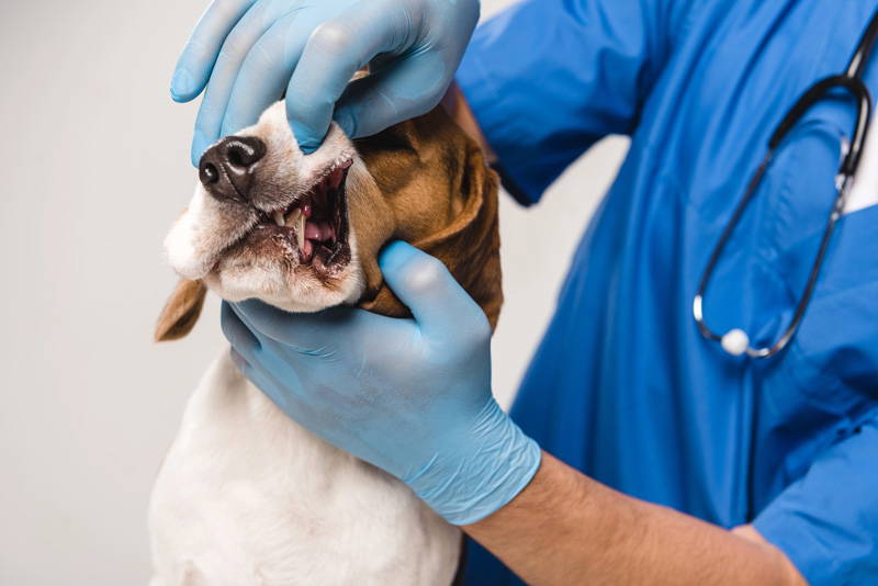 Dental Health Check | New Year Pet Health Checklist