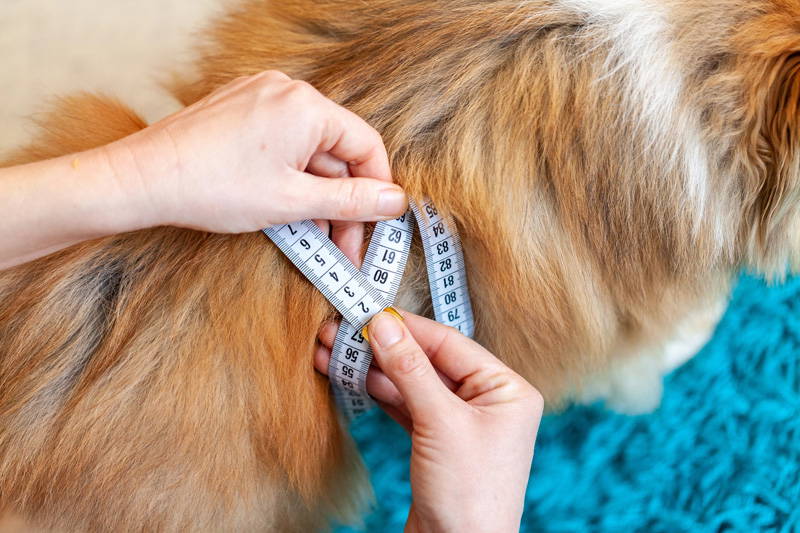 Weight & Nutrition Check | New Year Pet Health Checklist