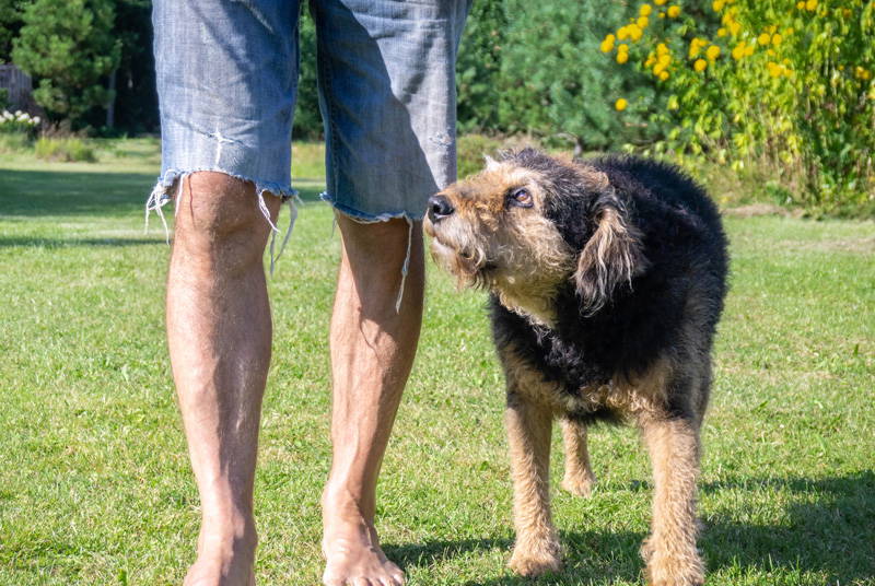 Pet Mobility and Joint Health | New Year Pet Health Checklist