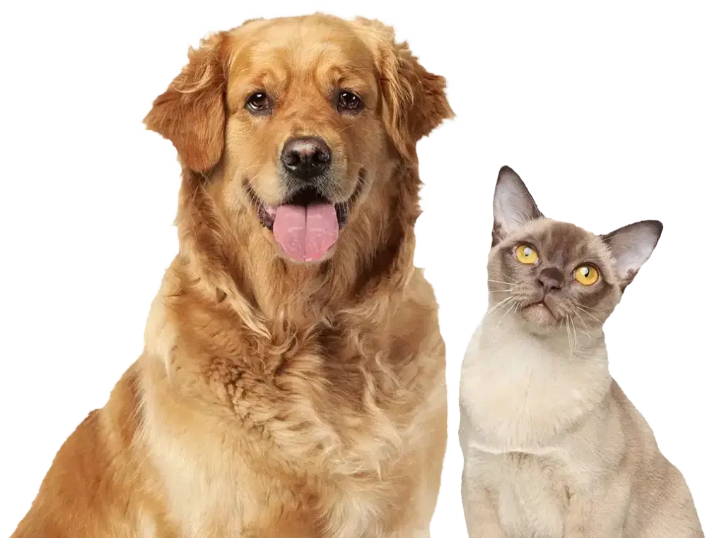 Live Well Pet Club for Cats Dogs and Rabbits | Live Well Vets