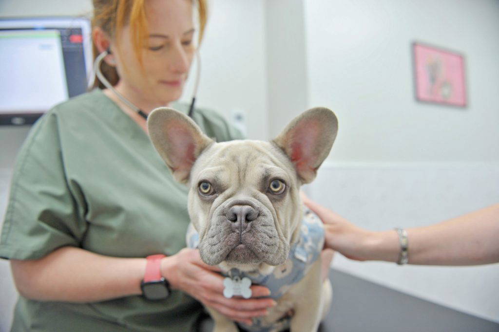 live-well-vets-in-south-wales-llantrisabt-caerphilly-whitchurch-veterinary-referrals-boas-surgery-ct-scan-orthopaedic-1
