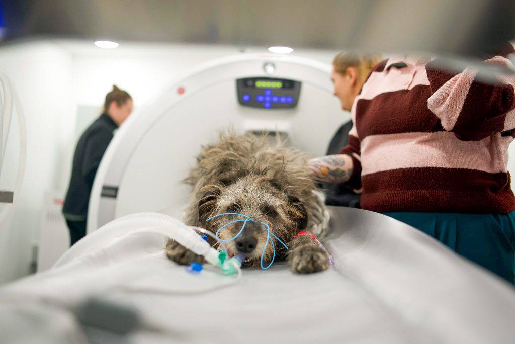 Veterinary CT scanner for pets at Live Well Vets in South Wales