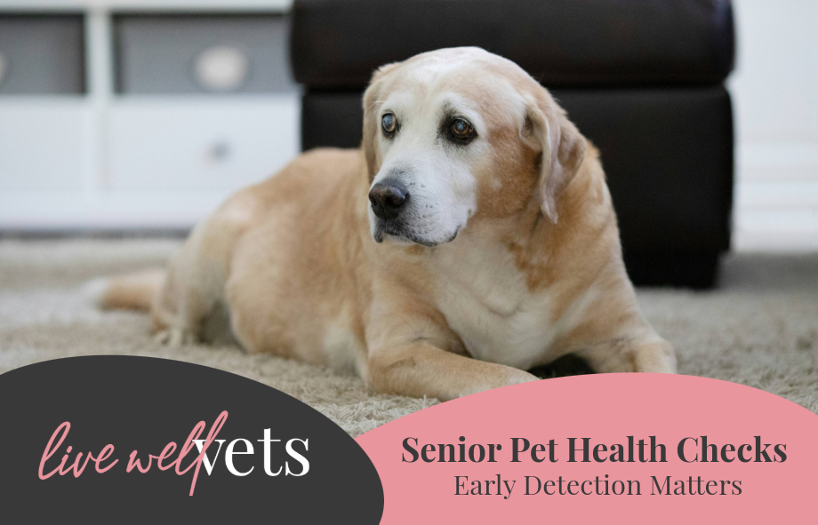 Senior pet health checks | Live Well Vets