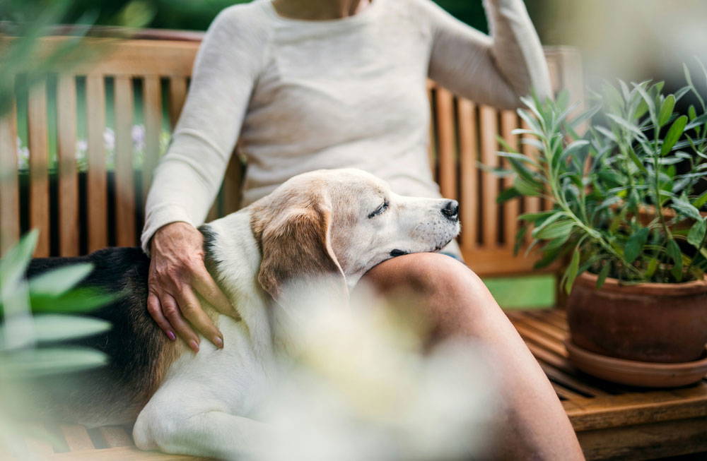 Senior pet health checks | Live Well Vets
