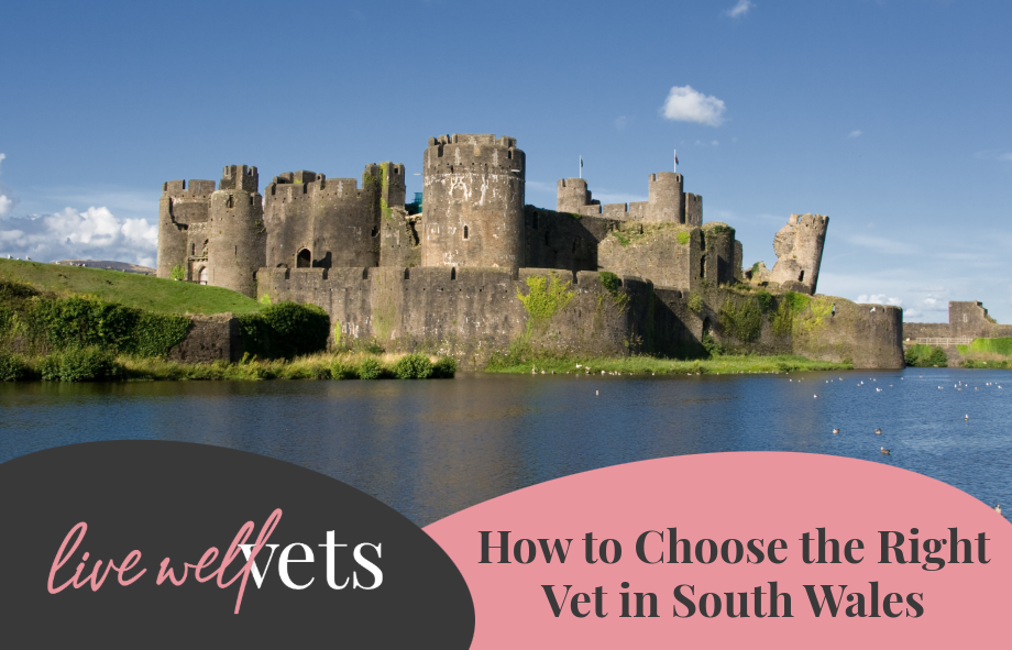 How to Choose the Right Vet in South Wales | Live Well Vets