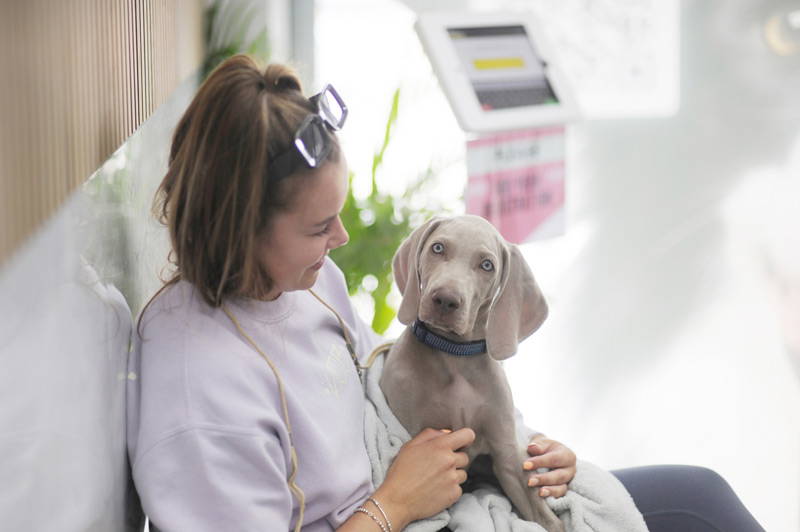 How to Choose the Right Vet in South Wales | Live Well Vets Caerphilly