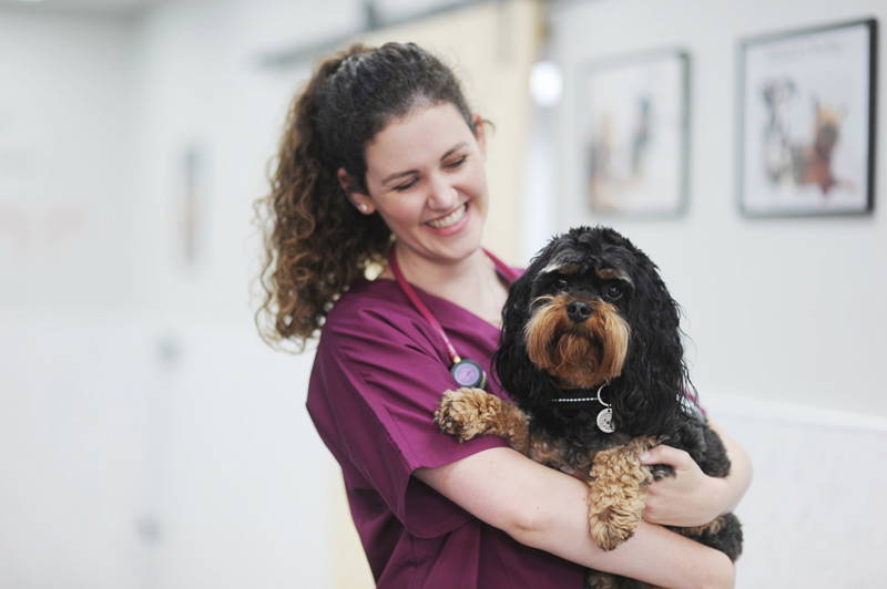 How to Choose the Right Vet in South Wales | Live Well Vets Llantrisant