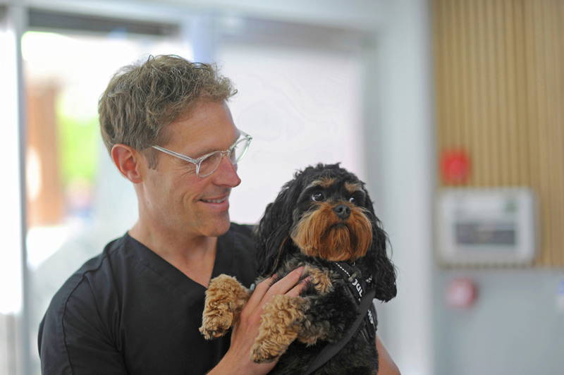 How to Choose the Right Vet in South Wales | Live Well Vets Whitchurch