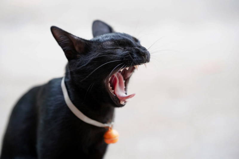 Cat yawning with teeth visible for pet dental health