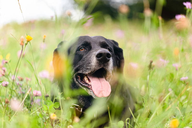 Old Dog Sitting and Panting Amongst Flowers
