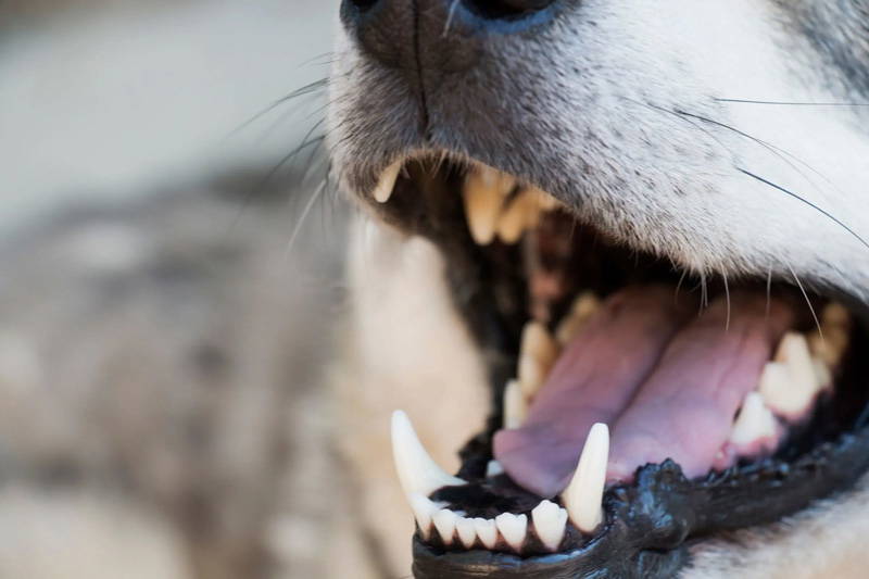 Close-up of a dog's teeth for pet dental health care